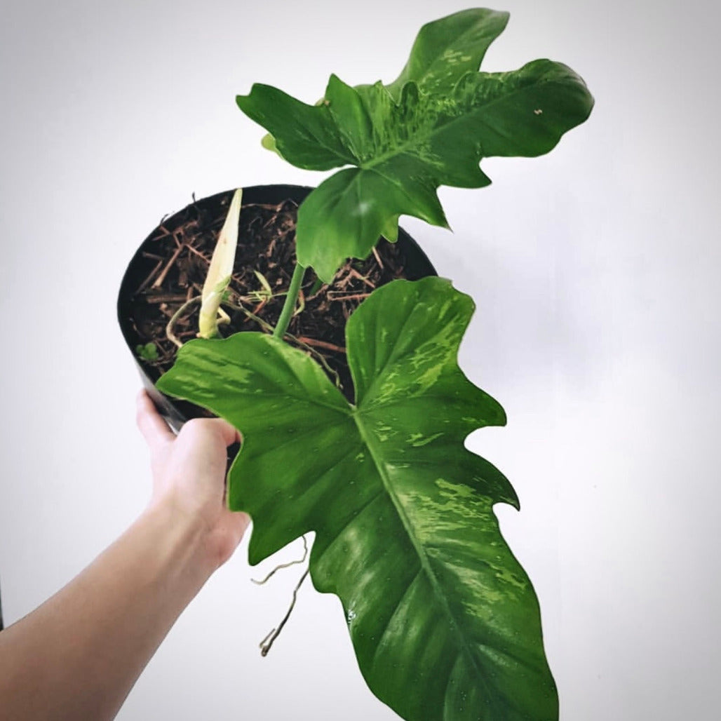 philodendron lime fiddle for sale, philodendron lime fiddle buy online, philodendron lime fiddle price, philodendron lime fiddle shop