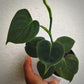 philodendron lupinum for sale, philodendron lupinum buy online, philodendron lupinum price, philodendron lupinum shop