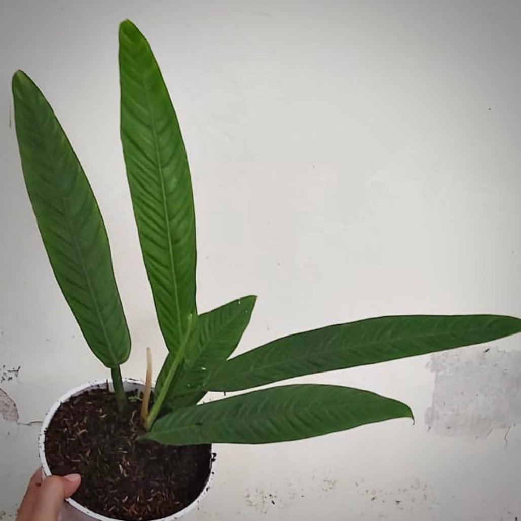 philodendron lynette for sale, philodendron lynette buy online, philodendron lynette price, philodendron lynette shop