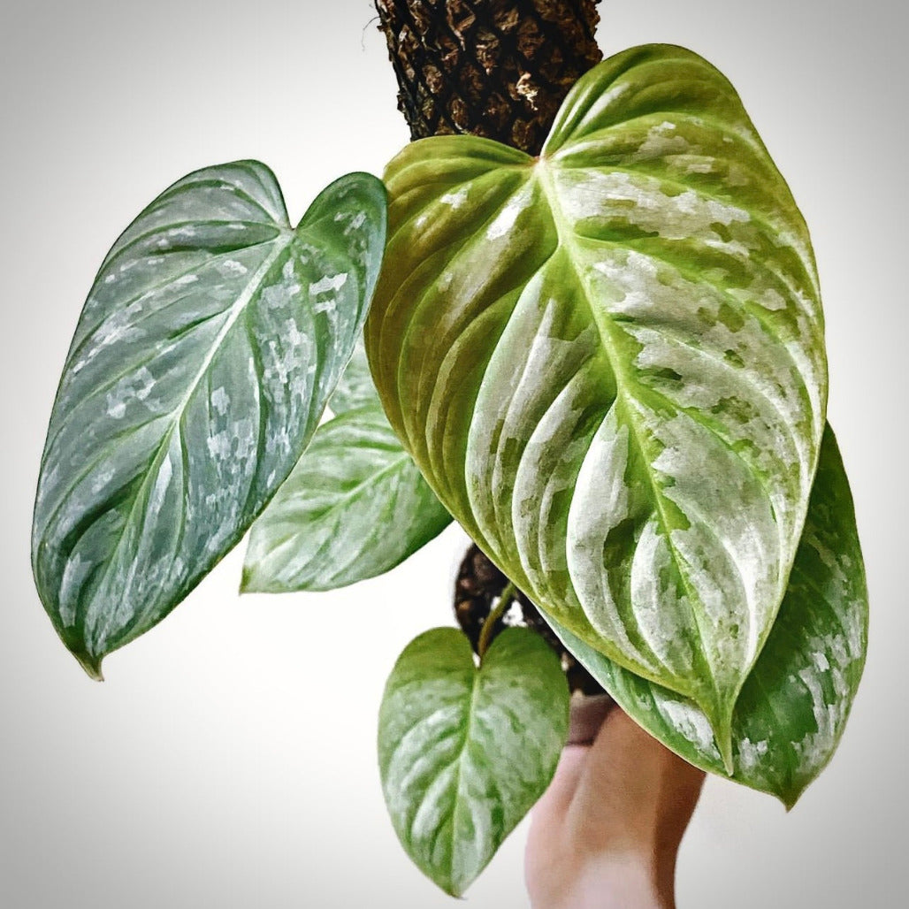 philodendron majestic for sale, philodendron majestic buy online, philodendron majestic price, philodendron majestic shop