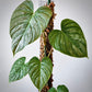 philodendron majestic for sale, philodendron majestic buy online, philodendron majestic price, philodendron majestic shop
