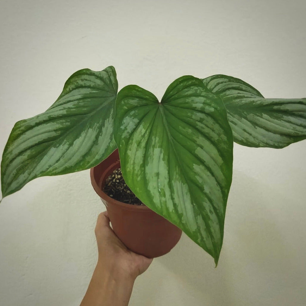 philodendron mamei for sale, philodendron mamei buy online, philodendron mamei price, philodendron mamei shop