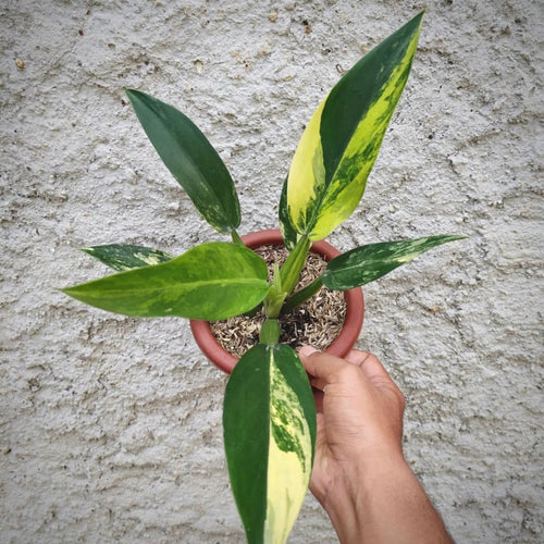 Philodendron Martianum Variegata