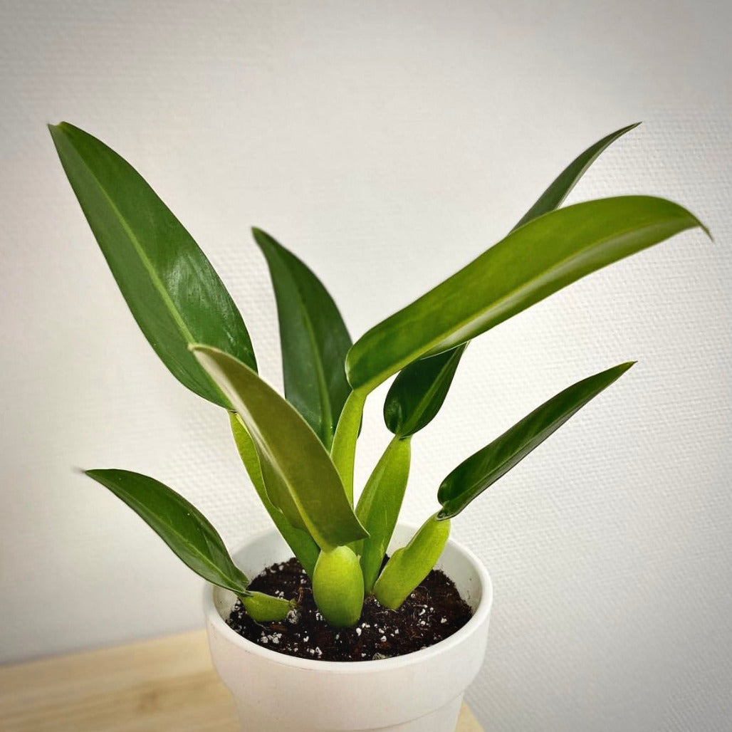 philodendron martianum for sale, philodendron martianum buy online, philodendron martianum price, philodendron martianum shop