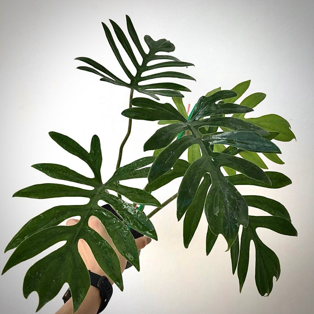 philodendron mayoi for sale, philodendron mayoi  buy online, philodendron mayoi  price, philodendron mayoi  shop