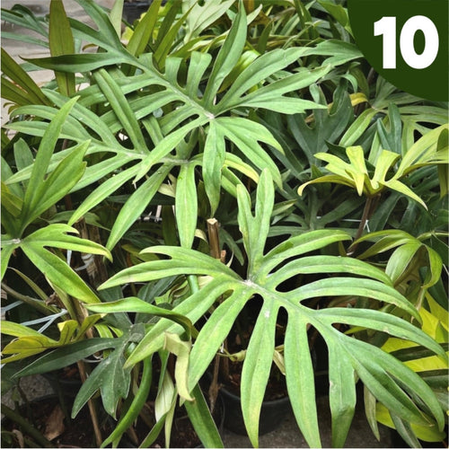Wholesale 10 Pcs Philodendron Mayoi