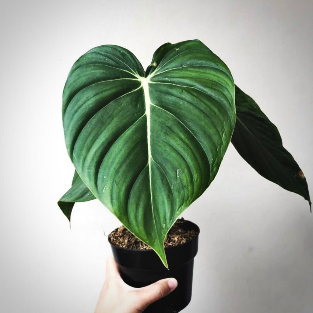 philodendron mcdowell for sale, philodendron mcdowell buy online, philodendron mcdowell price, philodendron mcdowell shop