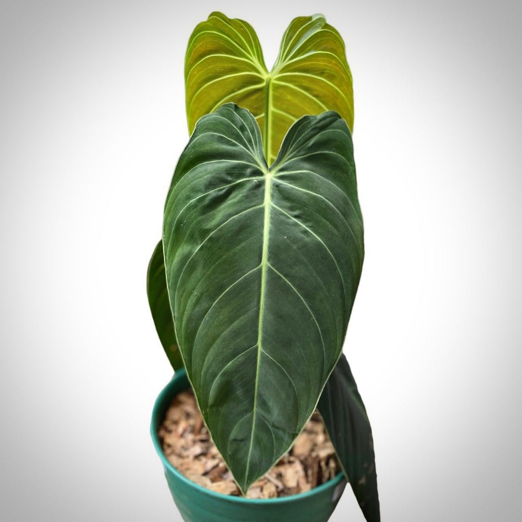 philodendron melanochrysum for sale, philodendron melanochrysum buy online, philodendron melanochrysum price, philodendron melanochrysum shop