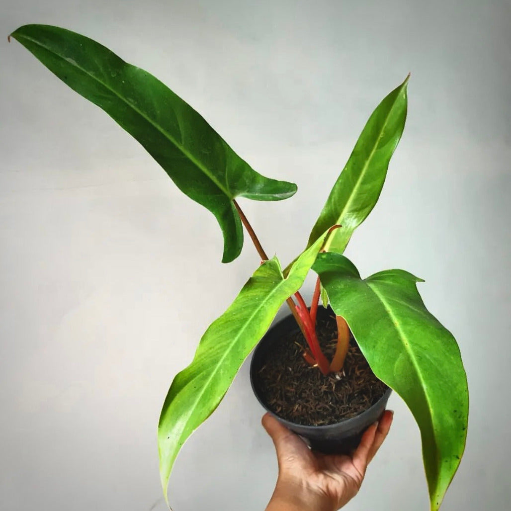philodendron mexicanum  for sale, philodendron mexicanum  buy online, philodendron mexicanum price, philodendron mexicanum  shop