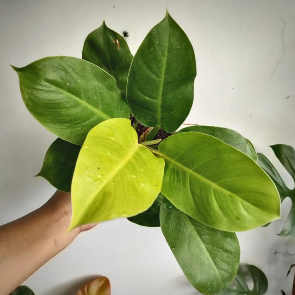 philodendron moonlight for sale, philodendron moonlight buy online, philodendron moonlight price, philodendron moonlight shop