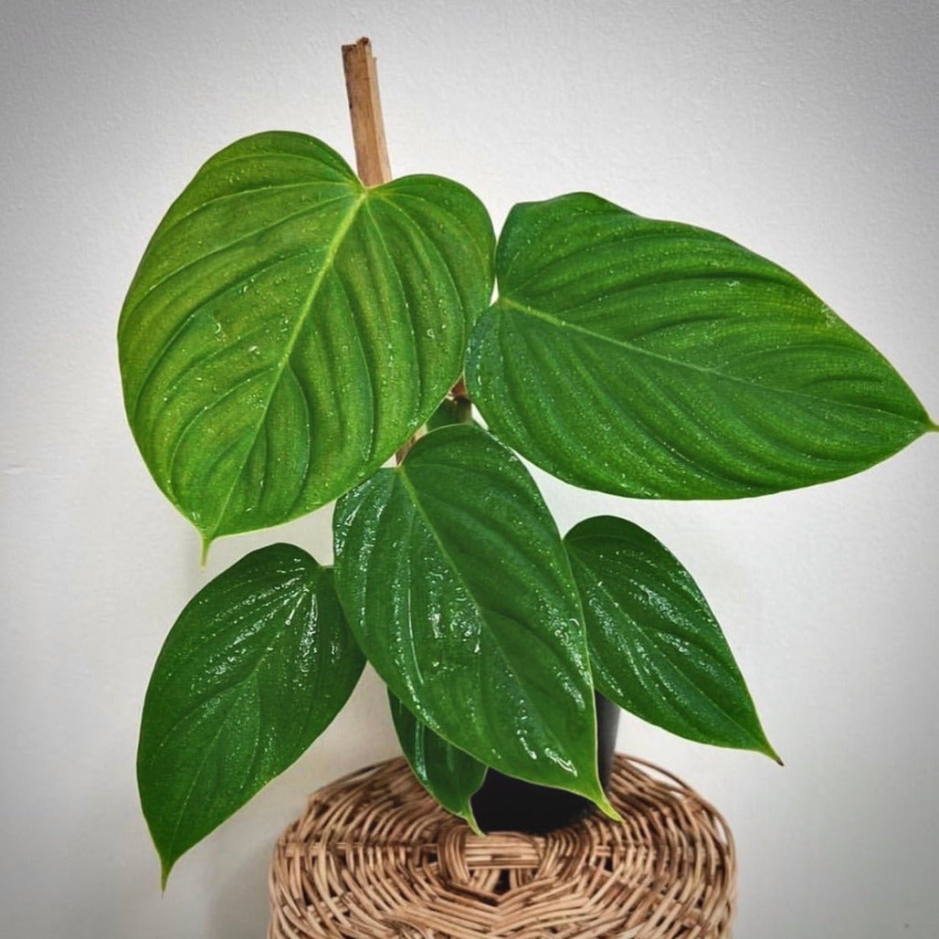 philodendron nangaritense for sale, philodendron nangaritense buy online, philodendron nangaritense price, philodendron nangaritense shop