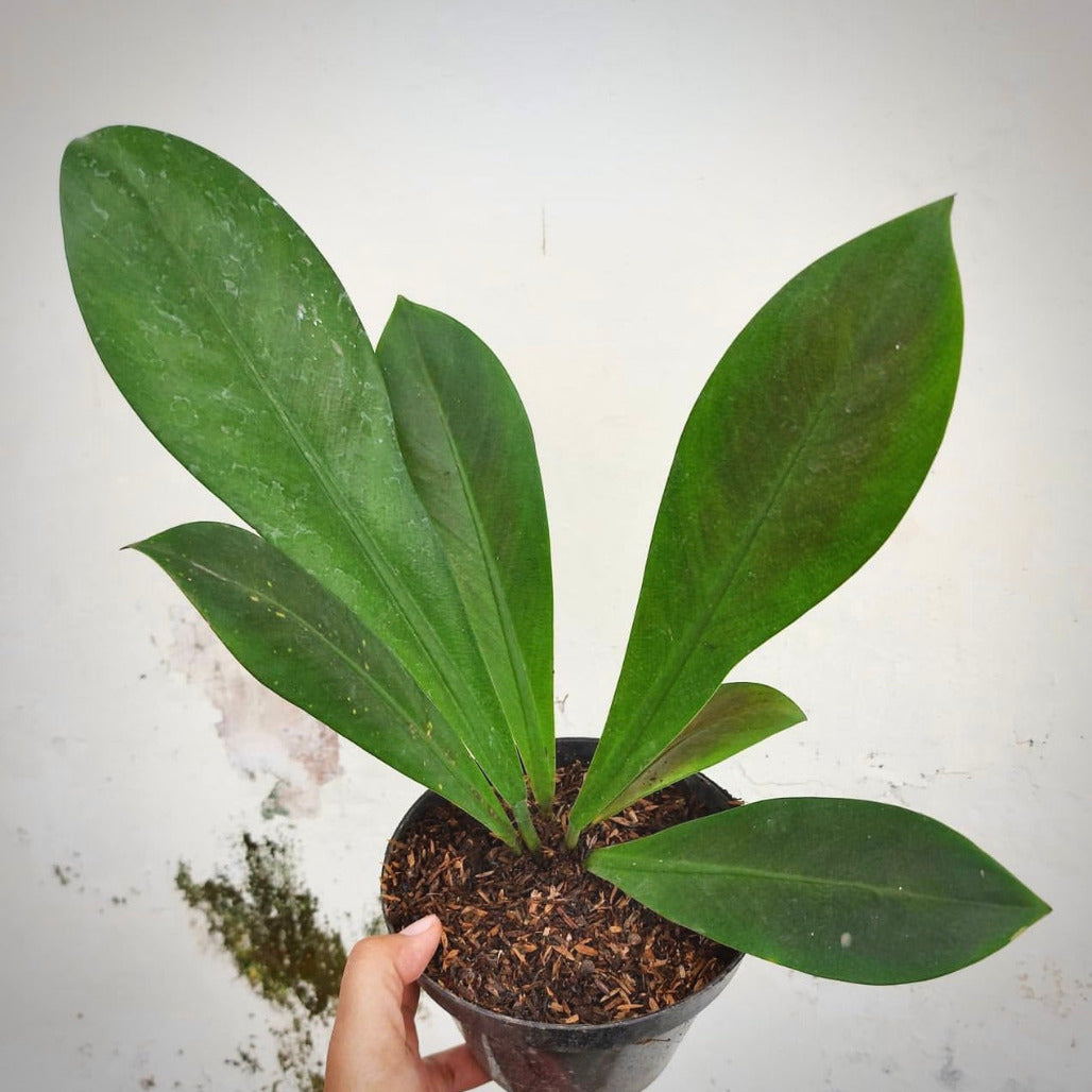 philodendron nobile for sale, philodendron nobile buy online, philodendron nobile price, philodendron nobile shop