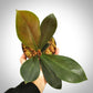 philodendron nobile for sale, philodendron nobile buy online, philodendron nobile price, philodendron nobile shop