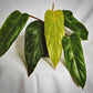 philodendron painted lady for sale, philodendron painted lady buy online, philodendron painted lady price, philodendron painted lady  shop