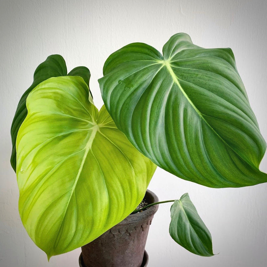 philodendron pastazanum for sale, philodendron pastazanum buy online, philodendron pastazanum price, philodendron pastazanum   shop