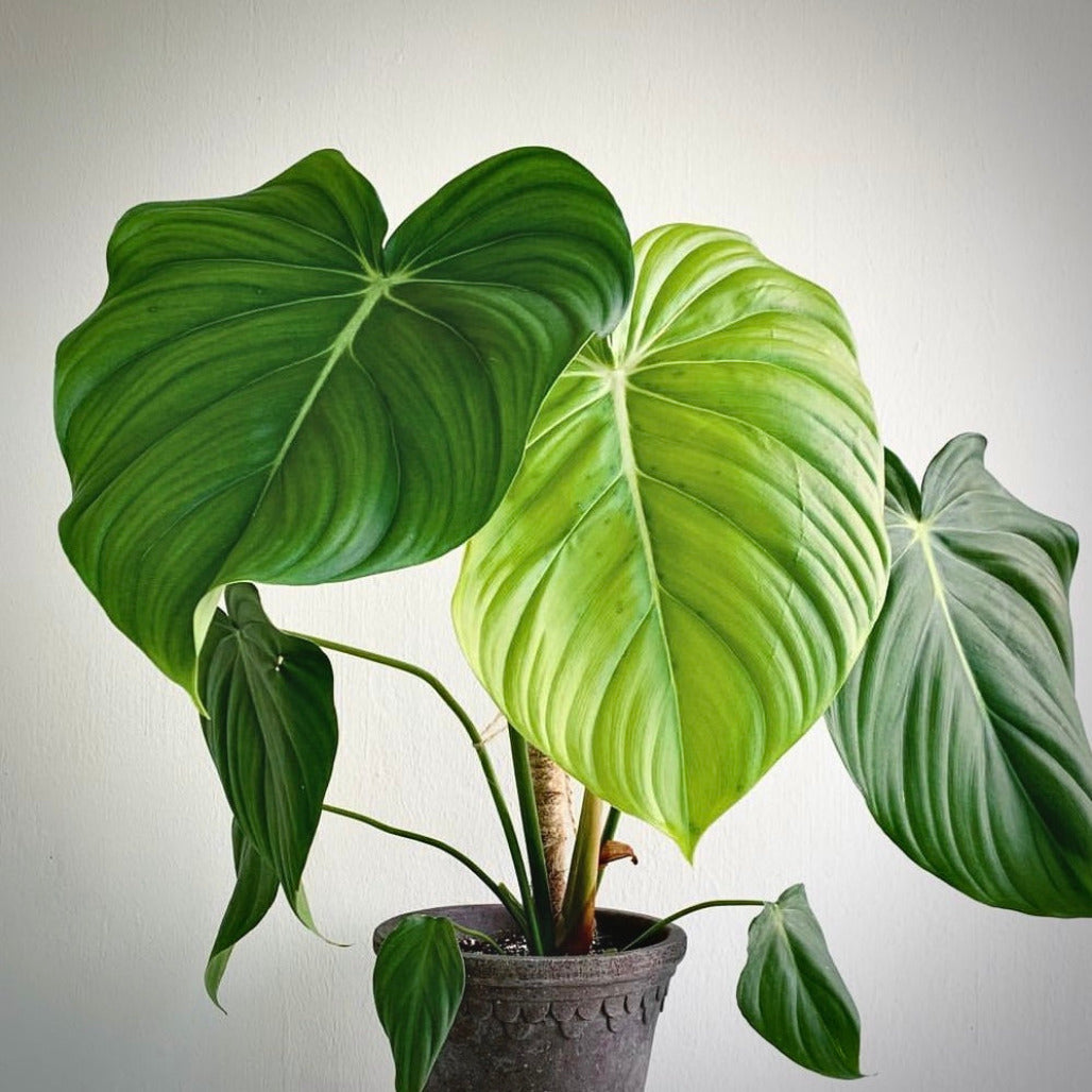 philodendron pastazanum for sale, philodendron pastazanum buy online, philodendron pastazanum price, philodendron pastazanum   shop