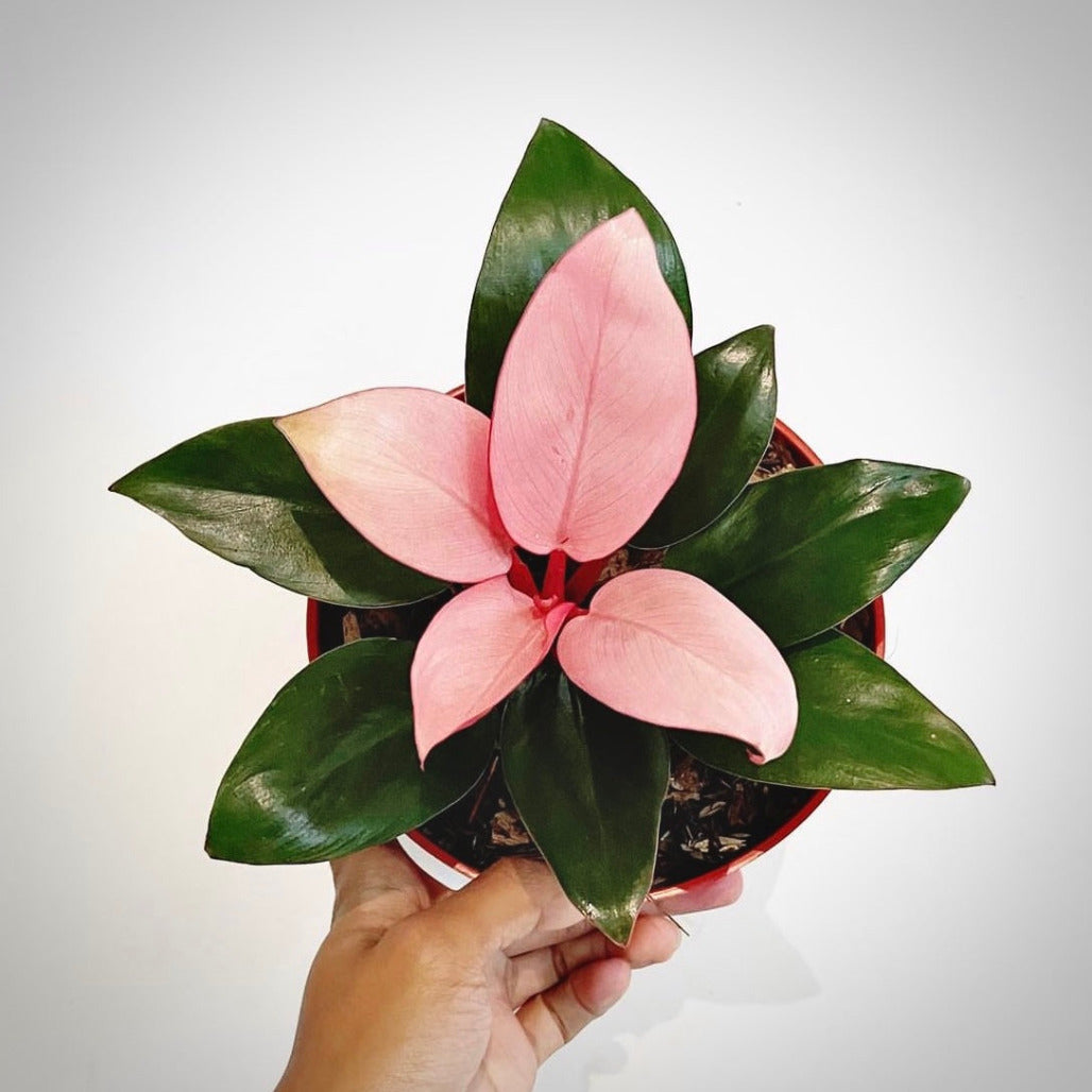 philodendron pink congo for sale, philodendron pink congo buy online, philodendron pink congo price, philodendron pink congo shop