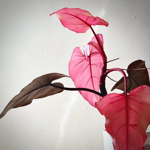 Philodendron Pink Dark Lord