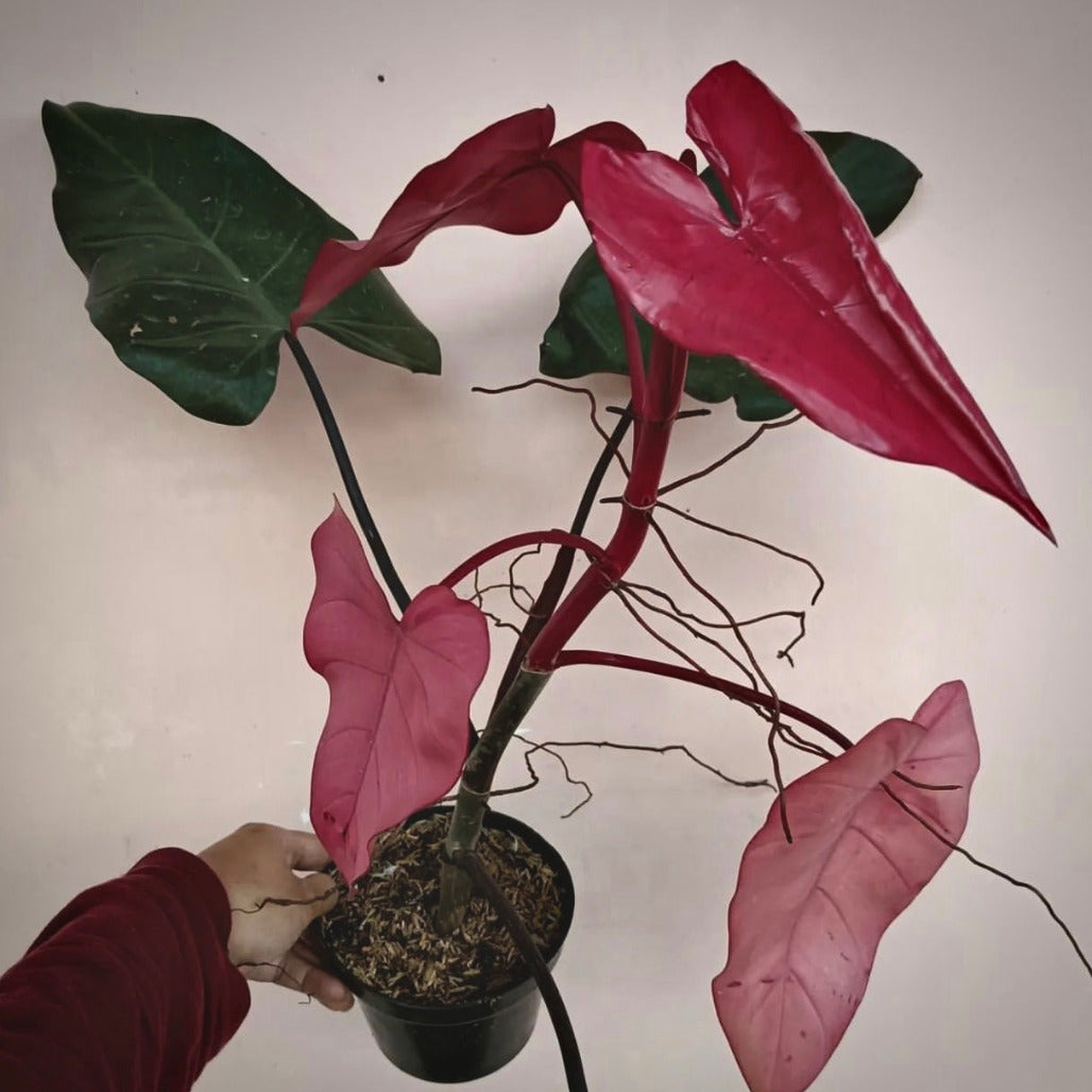 philodendron pink dark lord for sale, philodendron pink dark lord buy online, philodendron pink dark lord price, philodendron pink dark lord shop