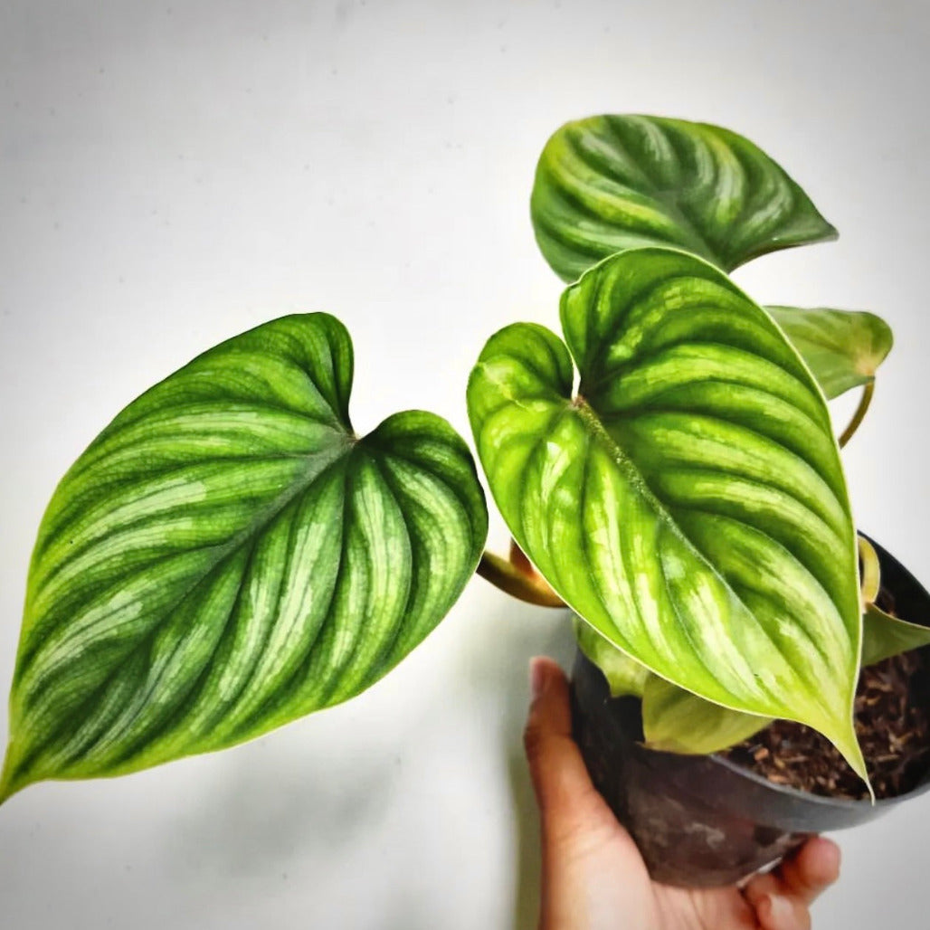 philodendron plowmanii for sale, philodendron plowmanii buy online, philodendron plowmanii  price, philodendron plowmanii  shop
