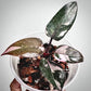 philodendron red anderson for sale, philodendron red anderson buy online, philodendron red anderson price, philodendron red anderson shop