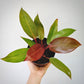 philodendron red cherry for sale, philodendron red cherry buy online, philodendron red cherry price, philodendron red cherry shop