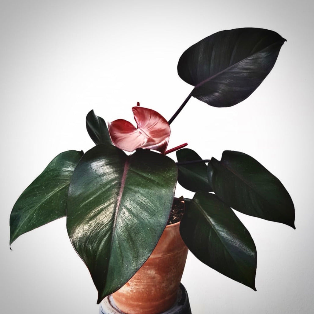 philodendron royal queen for sale, philodendron  royal queen buy online, philodendron  royal queen price, philodendron  royal queen shop