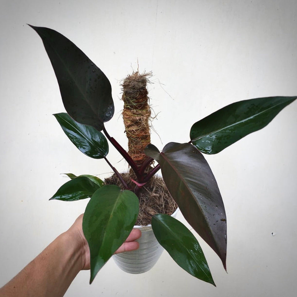 philodendron royal queen for sale, philodendron  royal queen buy online, philodendron  royal queen price, philodendron  royal queen shop