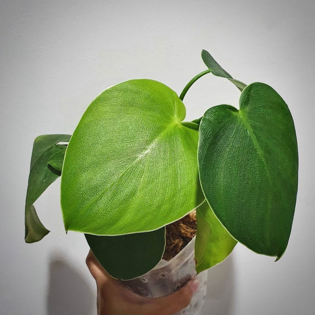 philodendron rugosum for sale, philodendron rugosum buy online, philodendron rugosum price, philodendron rugosum shop