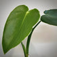 philodendron rugosum for sale, philodendron rugosum buy online, philodendron rugosum price, philodendron rugosum shop