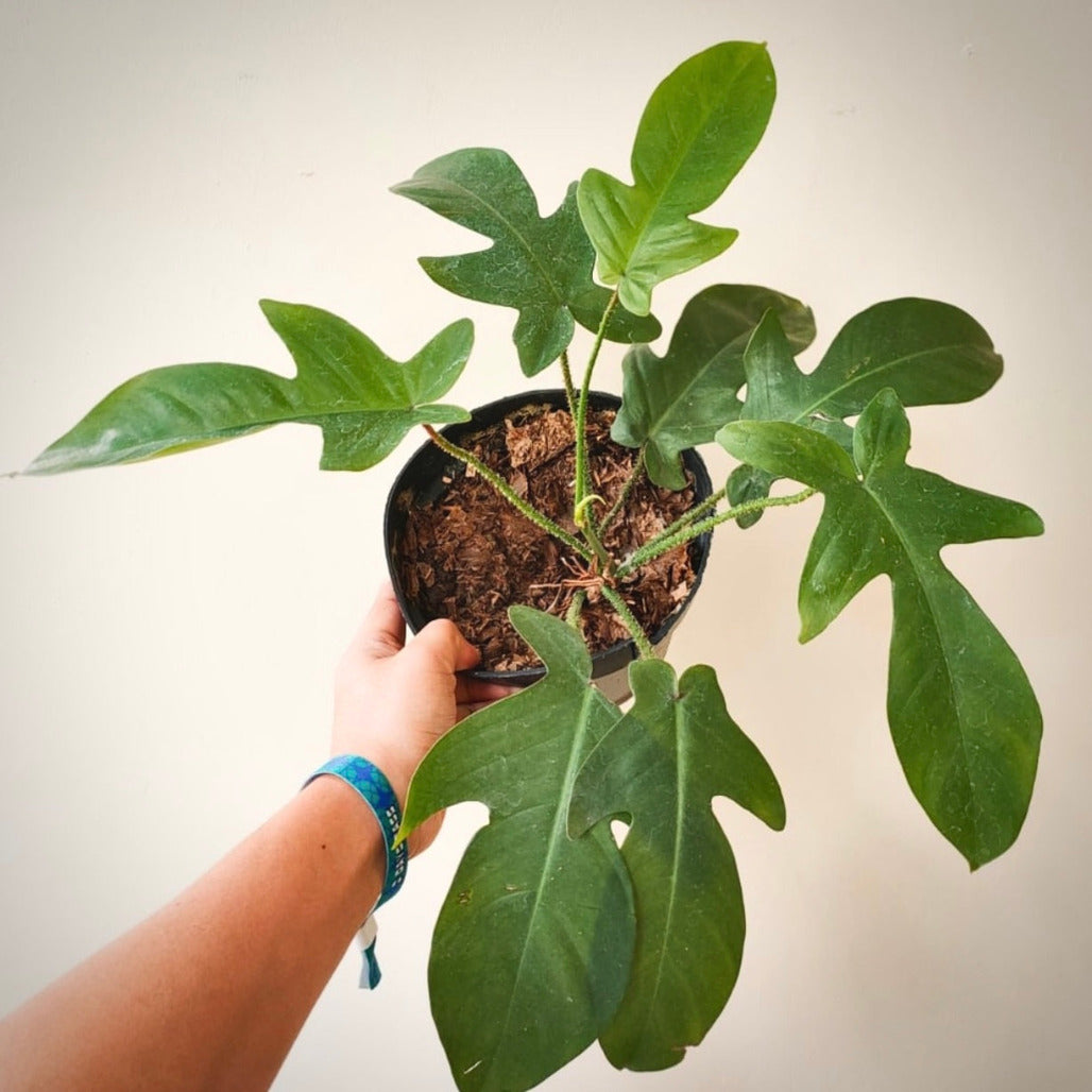 philodendron squamiferum for sale, philodendron squamiferum buy online, philodendron squamiferum price, philodendron squamiferum shop