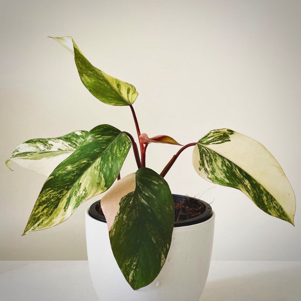 philodendron strawberry shake for sale, philodendron strawberry shake buy online, philodendron strawberry shake price, philodendron strawberry shake shop
