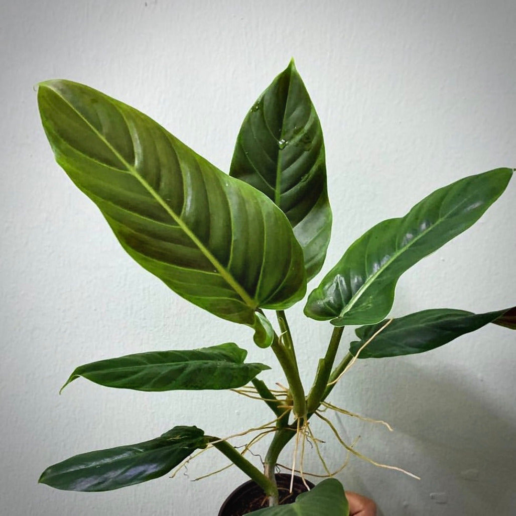 philodendron subhastatum for sale, philodendron subhastatum buy online, philodendron subhastatum price, philodendron subhastatum  shop