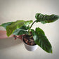 philodendron subhastatum for sale, philodendron subhastatum buy online, philodendron subhastatum price, philodendron subhastatum shop