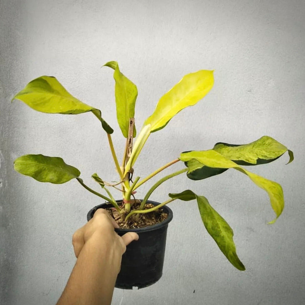 philodendron thai sunrise for sale, philodendron thai sunrise buy online, philodendron thai sunrise price, philodendron thai sunrise shop