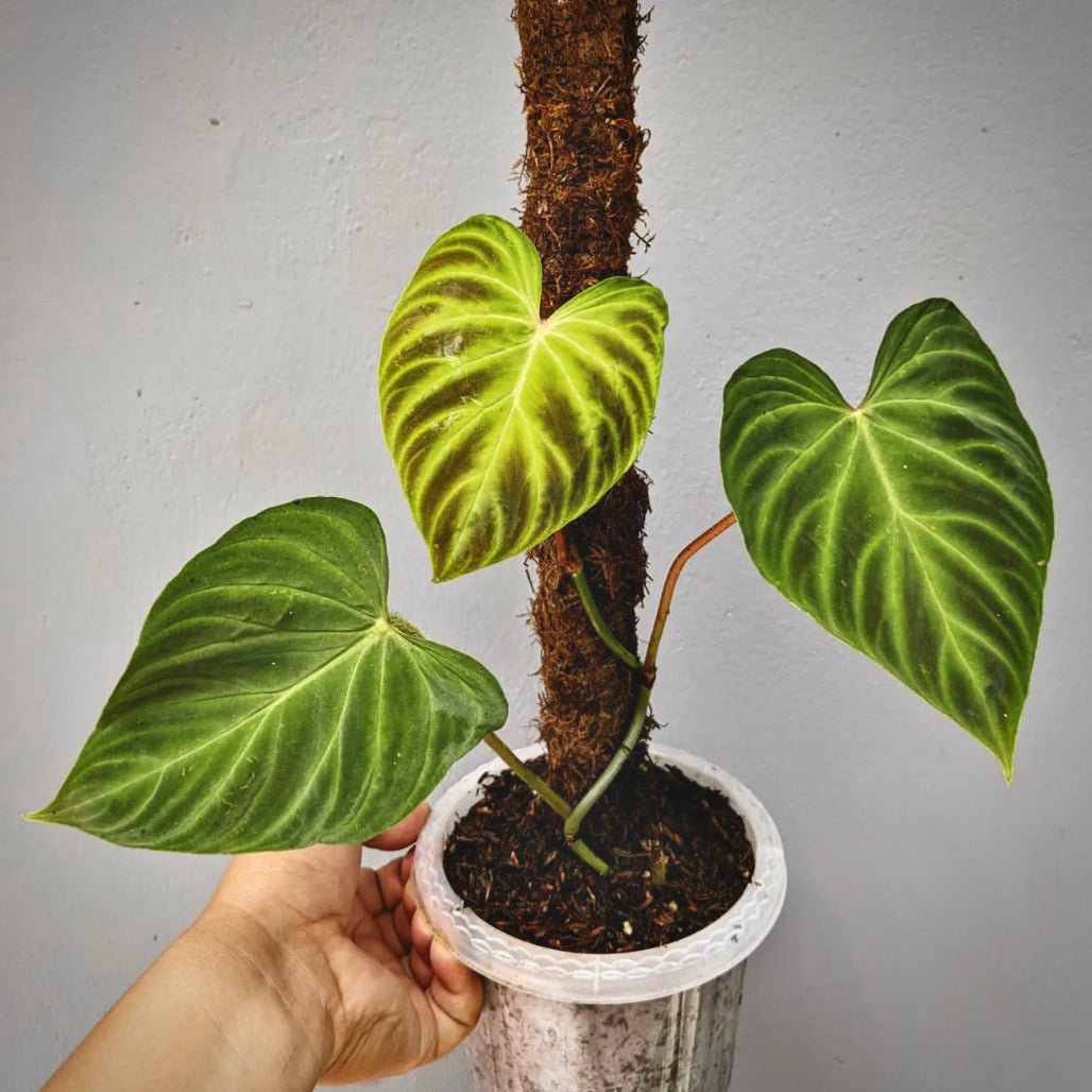 philodendron verrucosum for sale, philodendron verrucosum buy online, philodendron verrucosum price, philodendron verrucosum shop