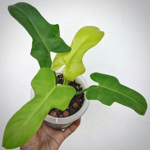 Philodendron Violin Golden