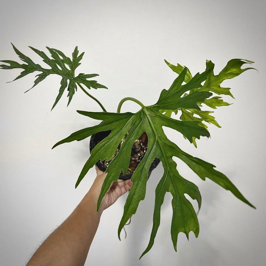 philodendron warscewiczii for sale, philodendron warscewiczii  buy online, philodendron warscewiczii  price, philodendron warscewiczii  shop
