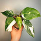 philodendron white princess for sale, philodendron white princess buy online, philodendron white princess price, philodendron white princess shop
