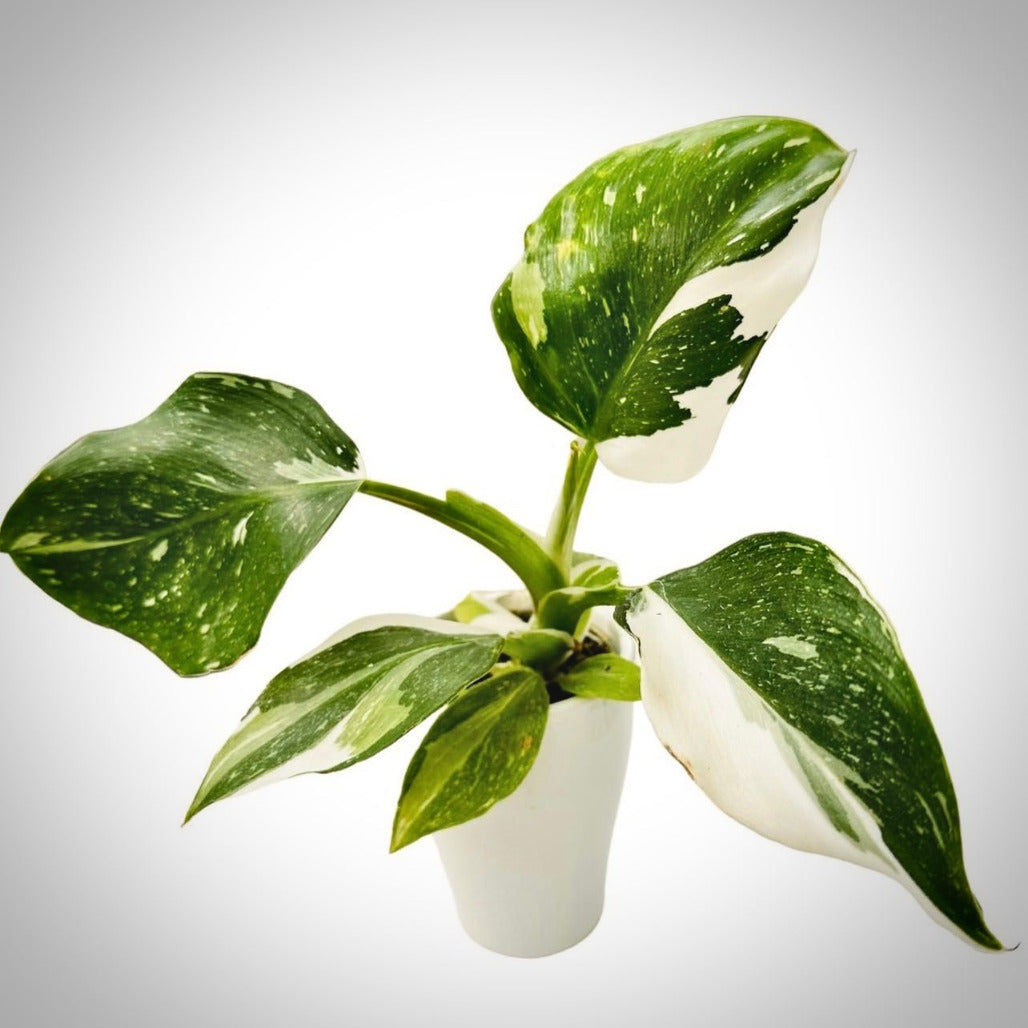 philodendron white wizard for sale, philodendron white wizard buy online, philodendron white wizard price, philodendron white wizard shop