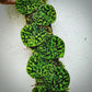 scindapsus snake scales for sale, scindapsus snake scales buy online, scindapsus snake scales price, scindapsus snake scales shop