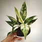 spathiphyllum peace lily for sale, spathiphyllum peace lily buy online, spathiphyllum peace lily price, spathiphyllum peace lily shop