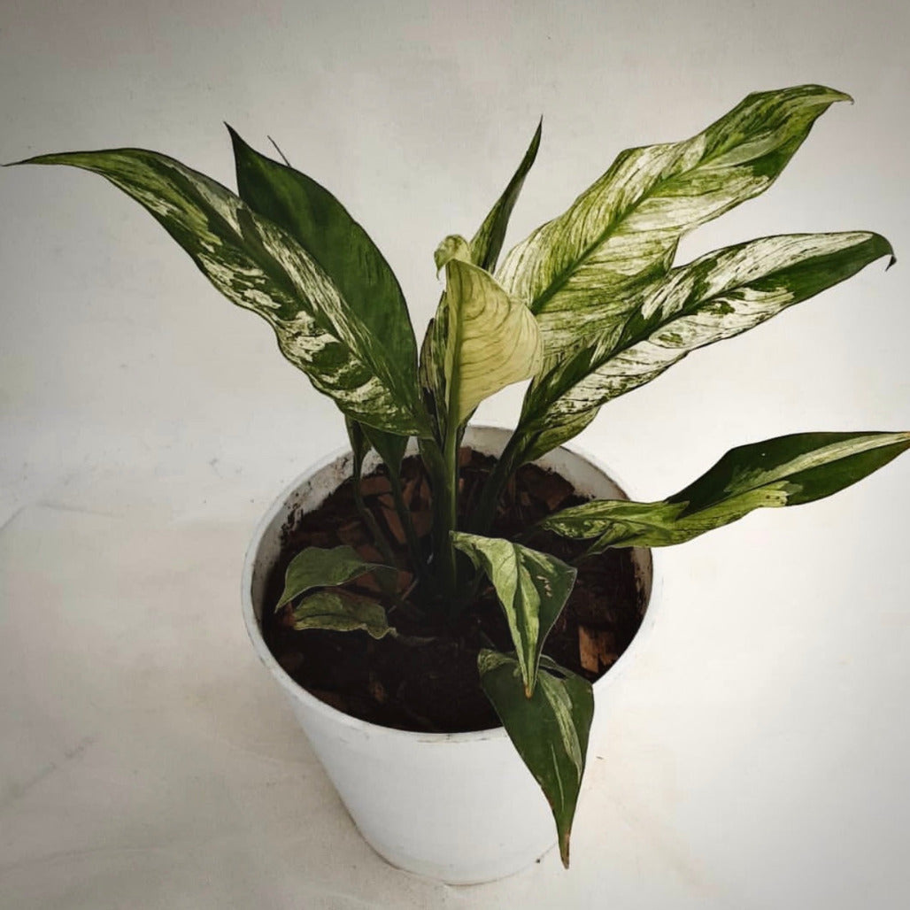spathiphyllum peace lily for sale, spathiphyllum peace lily buy online, spathiphyllum peace lily price, spathiphyllum peace lily shop