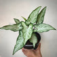 syngonium frizzly for sale, syngonium frizzly buy online, syngonium frizzly price, syngonium frizzly shop