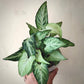 syngonium frizzly for sale, syngonium frizzly buy online, syngonium frizzly price, syngonium frizzly shop