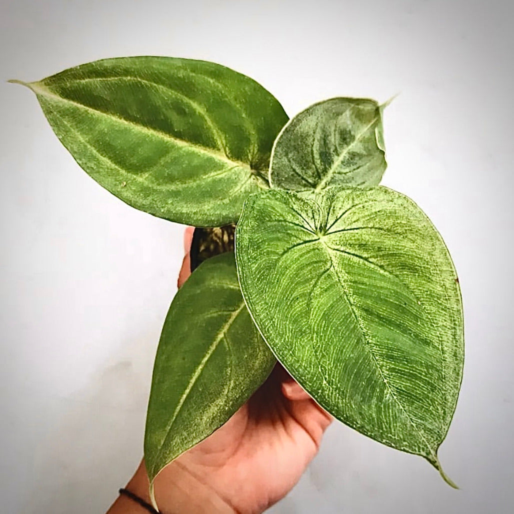 syngonium frosted heart for sale, syngonium frosted heart buy online, syngonium frosted heart price, syngonium frosted heart shop