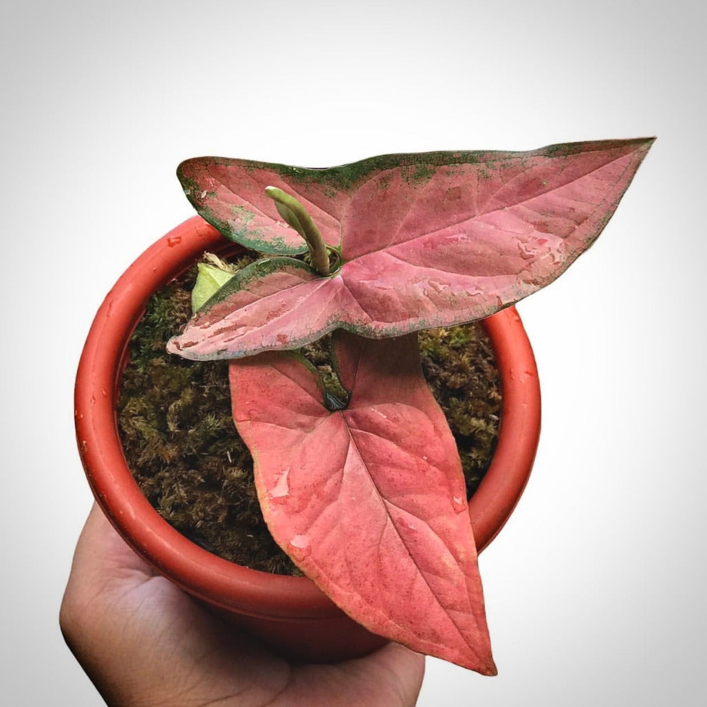 syngonium orm nak red for sale, syngonium orm nak red buy online, syngonium orm nak red price, syngonium orm nak red shop