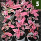 syngonium pink perfection for sale, syngonium pink perfection buy online, syngonium pink perfection price, syngonium pink perfection shop