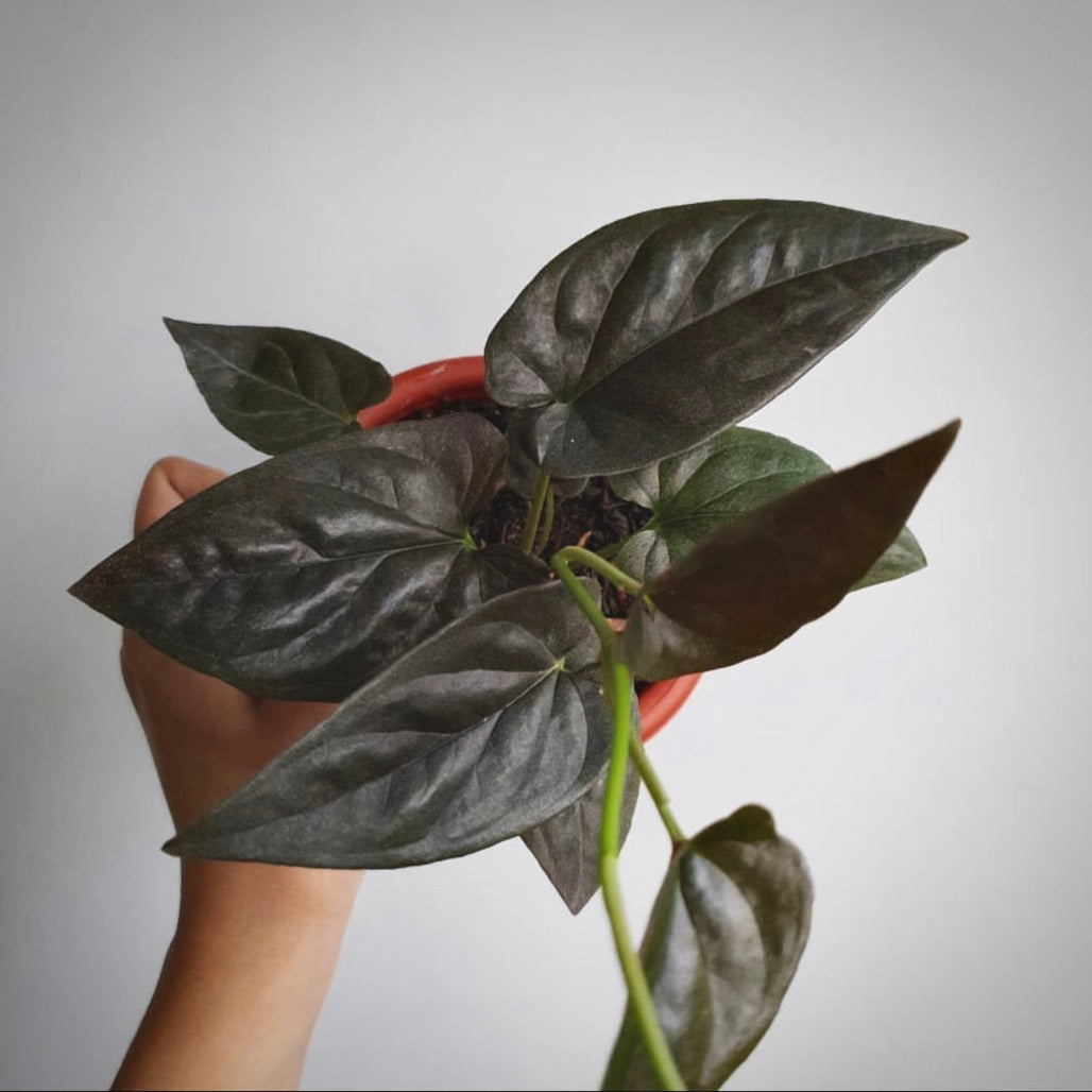 syngonium red arrow for sale, syngonium red arrow buy online, syngonium red arrow price, syngonium red arrow shop