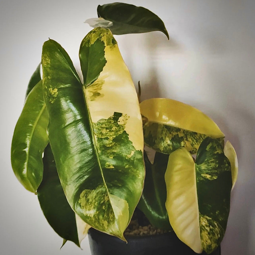 philodendron burle marx variegated for sale, philodendron burle marx variegated buy online, philodendron burle marx variegated price, philodendron burle marx variegated shop